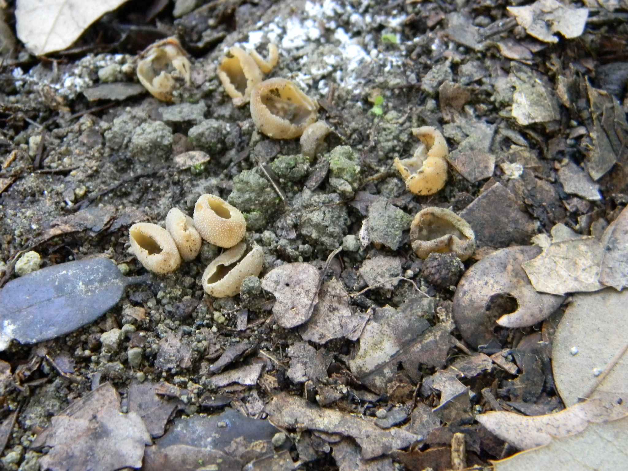 1923 Febbraio vecchio ritrovamento